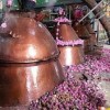 پخش عرقیجات صادراتی قمصرکاشان