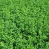 قیمت بذر یونجه همدان درجه یک