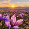 مشاوره تخصصی و تأمین کود مزارع زعفران در خراسان