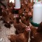 فروش نیمچه مرغ چهار ماهه تخمگذار