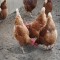 فروش نیمچه مرغ چهار ماهه تخمگذار