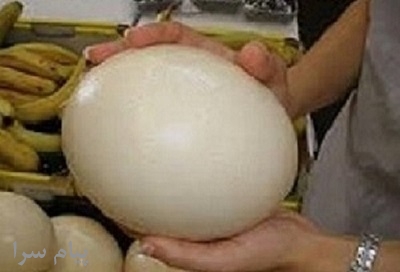 فروش  ویژه تخم نطفه دارشترمرغ