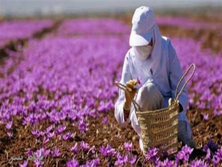 آموزش کشت وپرورش قارچ