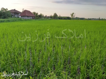 زمین کشاورزی و خانه کلنگی در لاهیجان