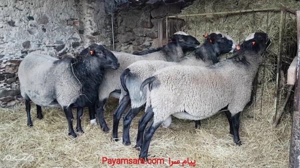 فروش گوسفند رومانوف، گوسفند لاکن، گوسفند شال ، گوس