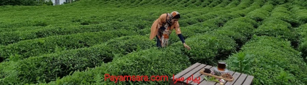 خرید چای سرگل از کارخانه