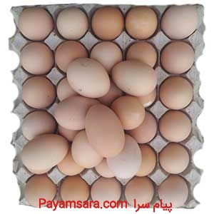 فروش تخم مرغ خوراکی مادر به قیمت درب مرغداری