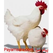 تخم نطفه دار مرغ نژاد 308 گوشتی