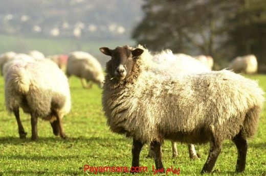 فروش گوسفند زندع