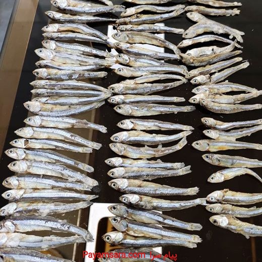 فروش ماهی ساردین و متوتا منجمد تازه و آفتاب خشک