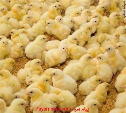 فروش جوجه مرغ یک روزه گوشتی جوجه محلی صنعتی و هلند