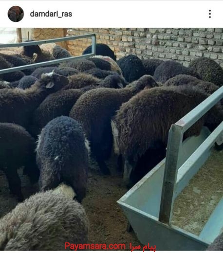 فروش گوسفند زنده افشاری به تمام نقاط ایران