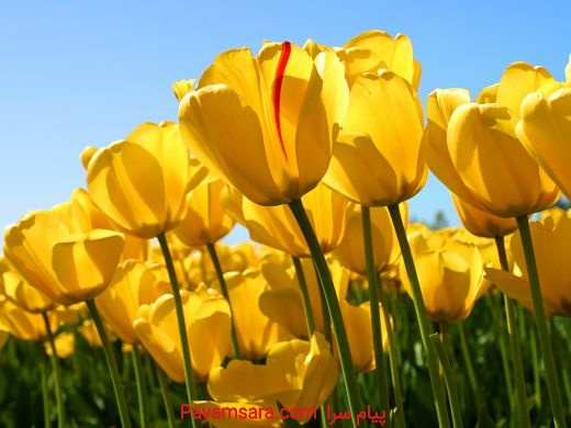 انجام مکاتبات و مکالمات تجاری به زبان انگلیسی