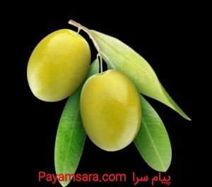 فروش روغن زیتون صادراتی ایران صادرات روغن زیتون اص