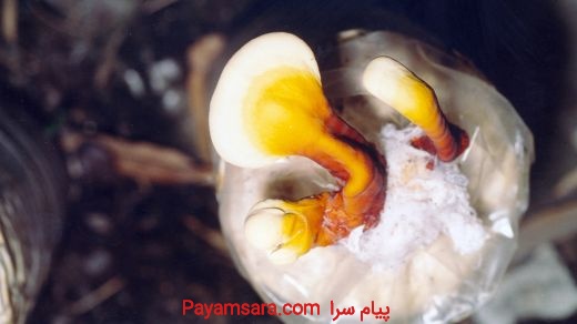 قارچ گانودرما خالص(پرخاصیت و مغذی)