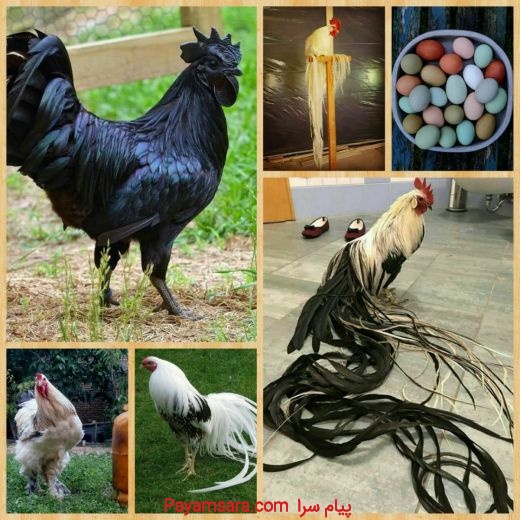 مرغ وخروس ایام برَسه لاکندزی ویاندوت آراکانا فونیک