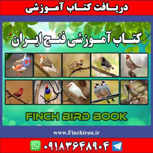 فرصت شغلی در حوزه پرندگان زینتی