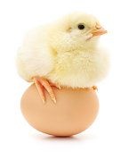 تخم مرغ نطفه دار صادراتی