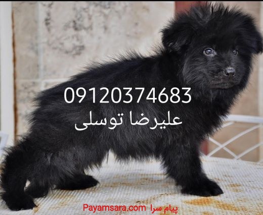 فروش فوقالعاده توله ژرمن بلک شولاین اموزش دیده