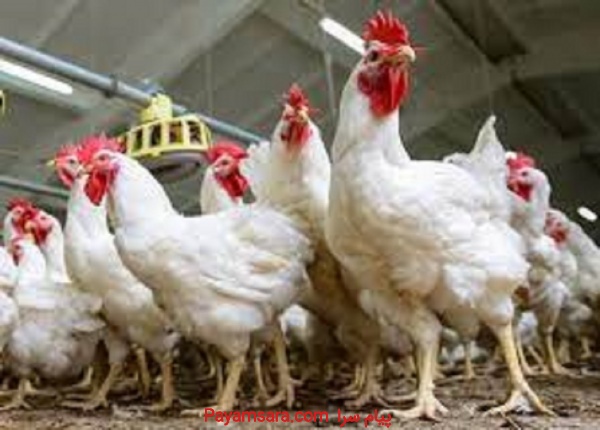 آموزش پرورش مرغ تخمگذار