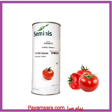 فروش بذر گوجه رقم 8320 سمینیس