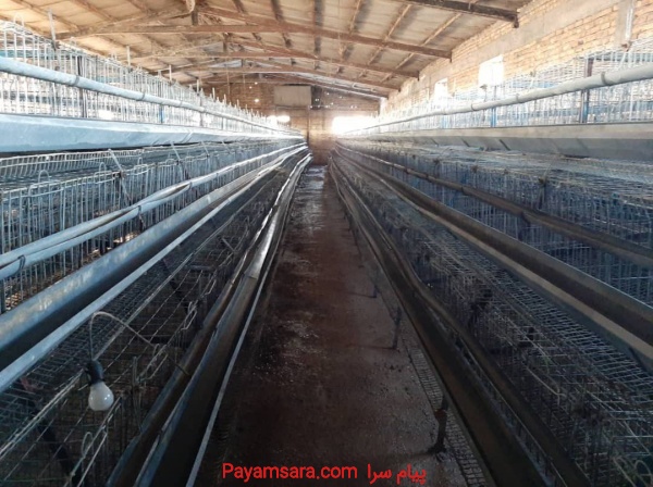 قفس مرغ تخمگذار مرغداری صنعتی محلی