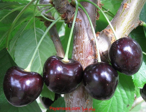 فروش گیلاس صادراتی اشنویه و کهریز ارومیه