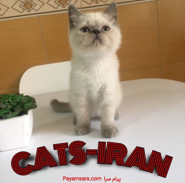 فروشگاه حیوانات خانگی کت ایران گربه CATS-IRAN