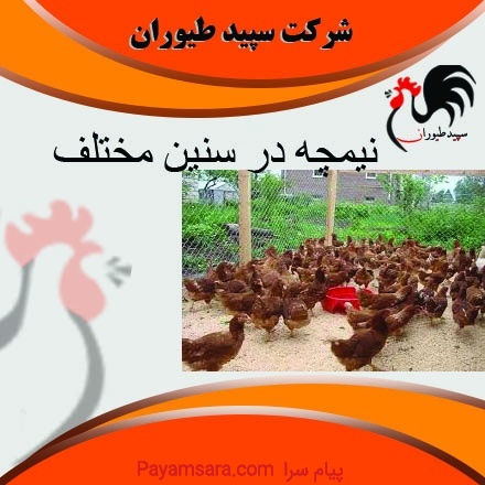 فروش نیمچه مرغ محلی و جوجه مرغ اصلاح نژاد شده