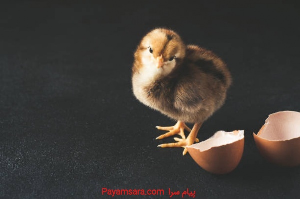 فروش مرغ بومی نژاد تخمگذار