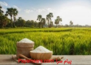 قیمت منصفانه برنج هاشمی سیحون و علت شناخته شدن آن