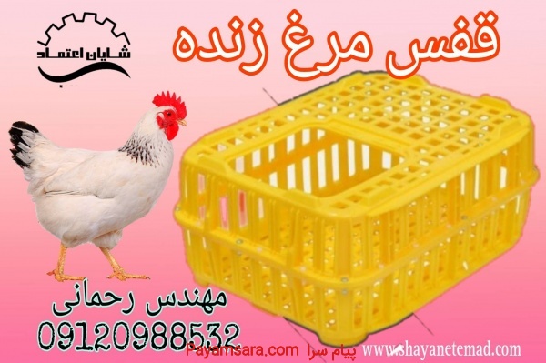 فروش و تولید  سبد مرغ زنده
