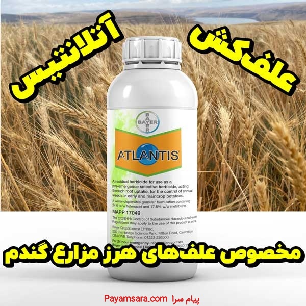 خرید بهترین علف‌کش Atlantis برای مزارع گندم