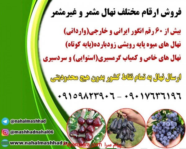 خرید نهال میوه اصلاح شده