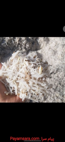 تفاله چغندر آکام آروند