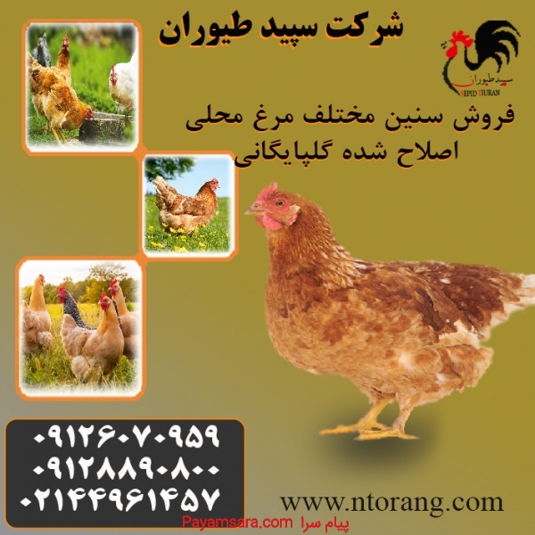 فروش مرغ اصلاح شده گلپایگان قیمت مرغ محلی - طیور - استان تهر