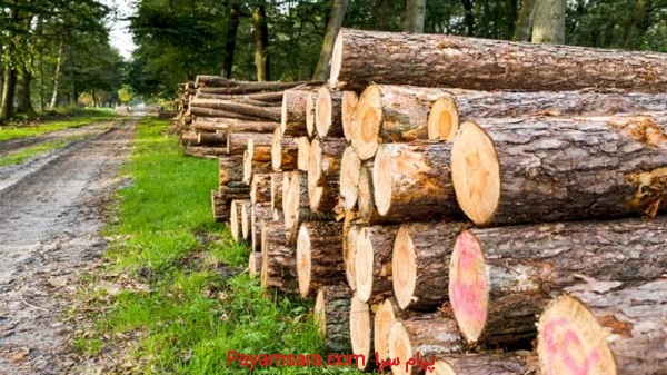 خریداری چوب،هرس،کرج،خریدار چوب ،بالاترین قیمت،صنعت