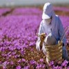 آموزش کشت وپرورش قارچ